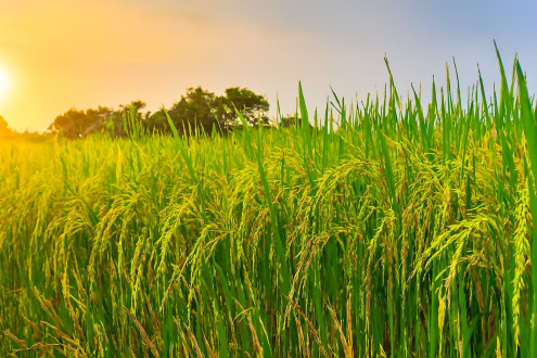 Paddy Project -Shariah-Compliant