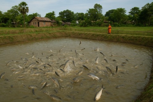 Fish Growth Project – Shariah-Compliant